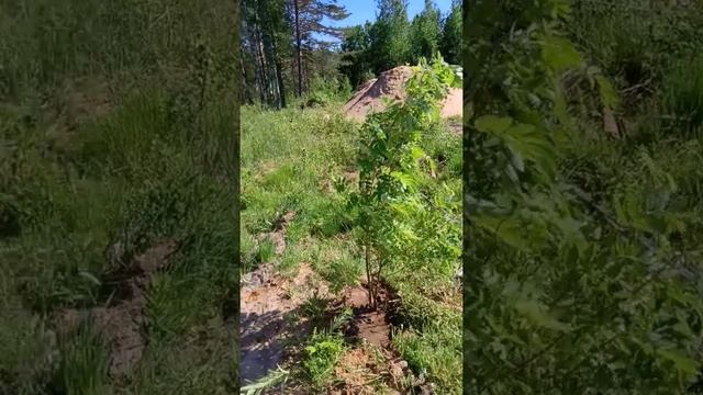 Молодые клёны в нашем саду смотреть онлайн