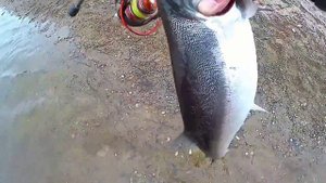 ГОРБУША 2023.Устья Максимовки