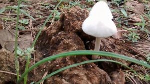 Angel of Death Mushrooms - Amanita ocreata in Copper Canyon