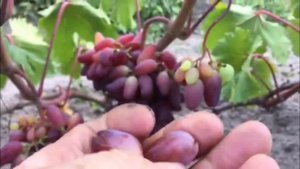 Виноград "Карнавал"