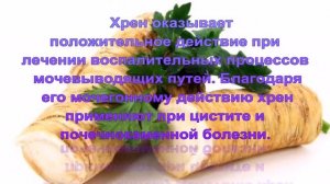 Хрен. Полезные свойства хрена.