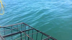 Африка.ЮАР.Гансбай.Погружение в клетке к Большой Белой.Февраль2018