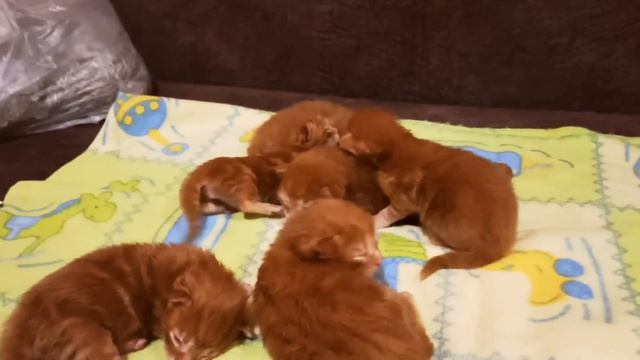Котята мейн-кун ОТКРЫВАЮТ ГЛАЗА ? Дети самой большой кошки в мире ? Цвет глаз мейн-кунов