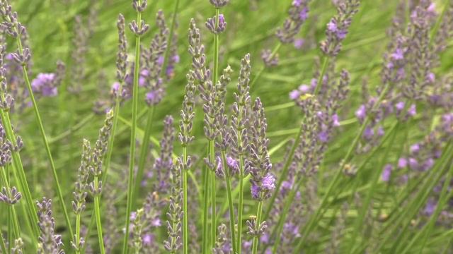 One Georgia Couple Takes a Chance on Growing Lavender смотреть онлайн