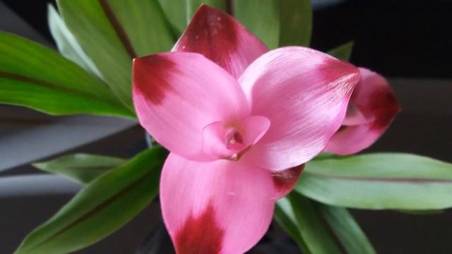 Цветение куркумы. смотреть онлайн