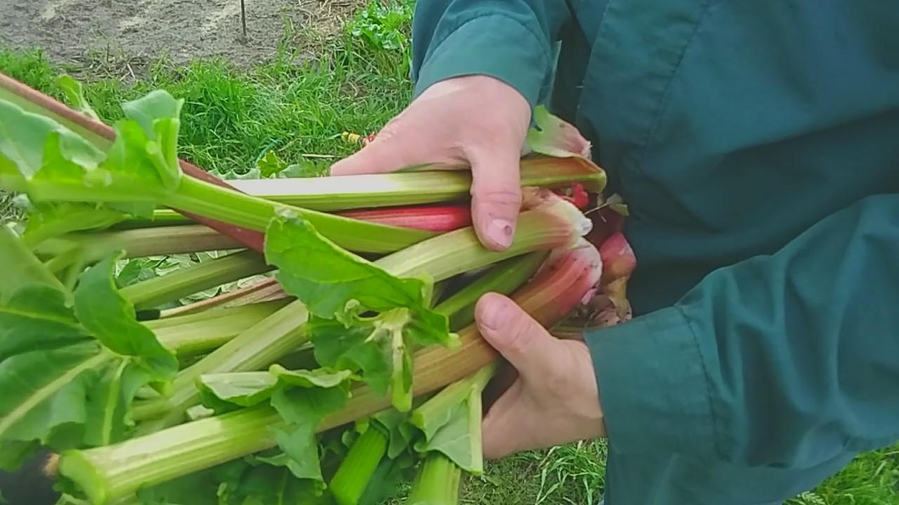 Первый урожай в мае - ревень. Нам черешки, козам свежие листья смотреть онлайн