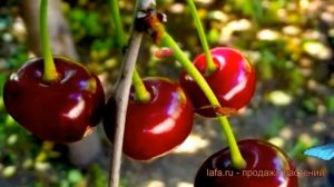 Вишня обыкновенная Тамарис (tamaris tamaris) ? вишня Тамарис обзор: как сажать саженцы вишни Тамари