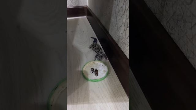 Леопардовый Эублефар ищет еду смотреть онлайн