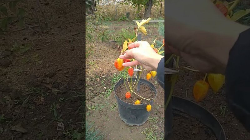 физалис декоративен всю зиму