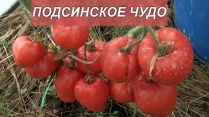 Семена томатов от коллекционера Зои Лебедевой