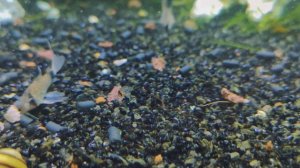 Коридорас панда вуалевый / Corydoras panda Long-fin