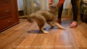 Дрессировка щенка хаски. 1 занятие