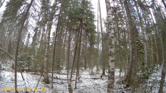 Охота с русскими гончими на зайца 14.11.2022. ветер сдувает с ног смотреть онлайн