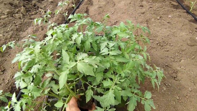 Помидоры 2 оборот. Высадка. Состояние рассады. смотреть онлайн