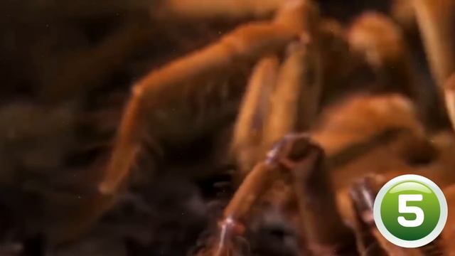 10 Самых Ядовитых Насекомых, Которых Лучше не Трогать