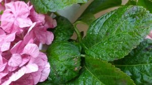 Dream confetti Rendez vous . Гортензия крупнолистная  Дрим 16.05.23