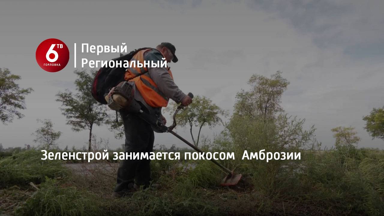 Зеленстрой занимается покосом  Амброзии