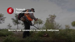 Зеленстрой занимается покосом  Амброзии