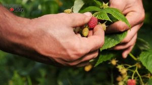 Только Такая Обрезка Ремонтантной Малины Осенью Позволяет Получать Огромные Урожаи!