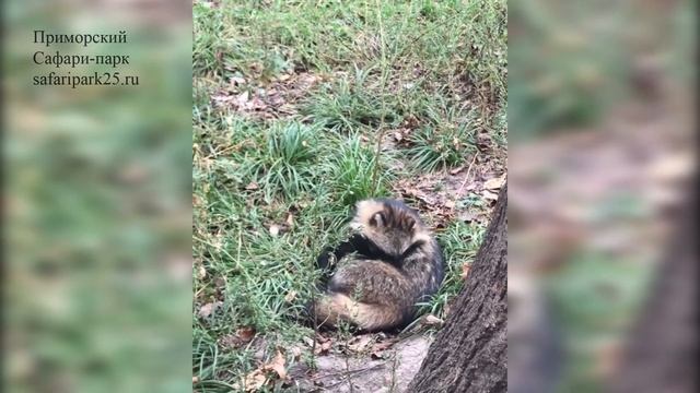 ВИДЕО ПОСЕТИТЕЛЕЙ САФАРИ ПАРКА смотреть онлайн