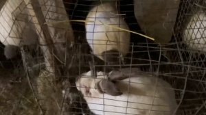 Калифорнийские Кролики Хорошо Растут и Размножаются)