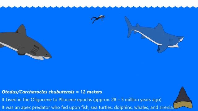 Largest Shark - Megalodon shark lineage - Otodus / Carcharocles - Size Comparison смотреть онлайн