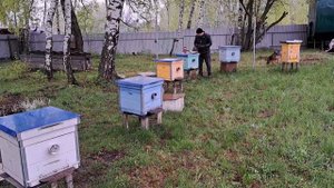 Время Лечить Пчёл От Трахейного Клеща и Клеща Вароа...Шнуры - Тэда.