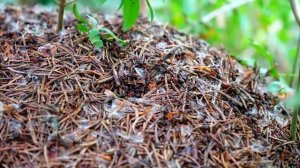 ЗА 1 РАЗ ИЗБАВИЛСЯ ОТ МУРАВЬЕВ! Я НЕ ВЕРИЛ, НО ОТ МУРАВЬЕВ ПОМОГЛО СРАЗУ ЖЕ!