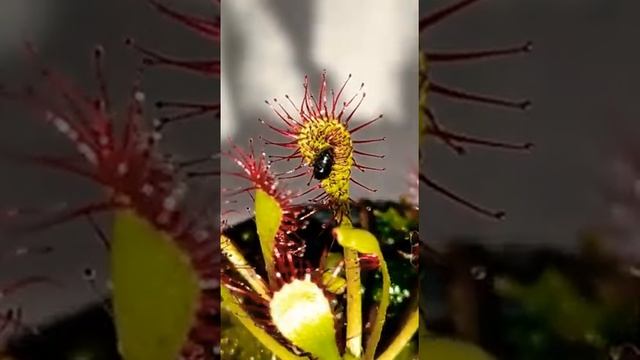 Drosera Capillaris Feeding Timelapse