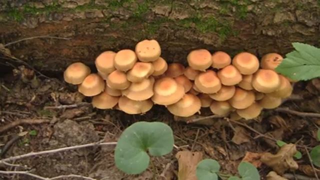 Skillcamp презентация "Следопыт", "Штурм", "Вместе" и "Путь" смотреть онлайн