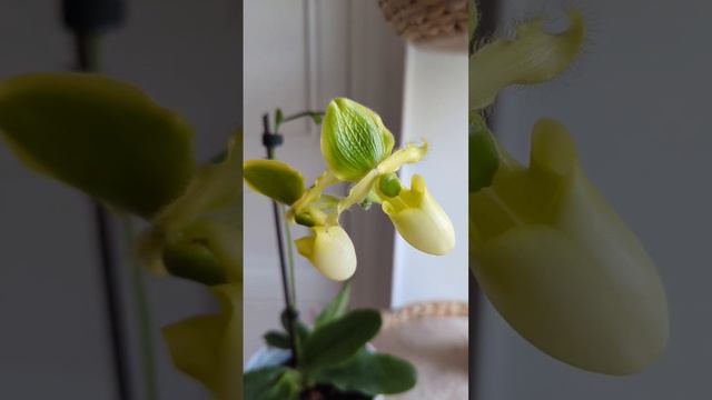 Orchidée paphiopedilum pinocchio alba 💛💚 #orchid #orchidée