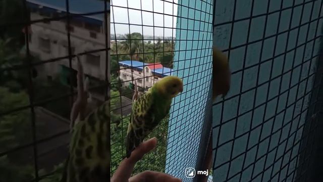 ?budgie parakeet enjoying the cool breeze#budgies#love#birdsounds#shortvideo