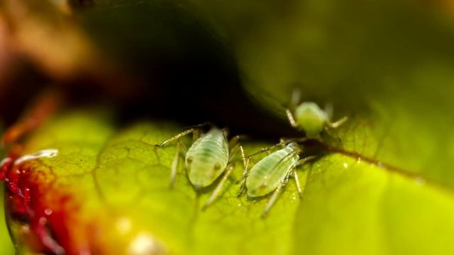 Тля и все вредители исчезнут в один миг быстрее записывайте рецепт от тли смотреть онлайн