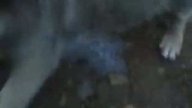 Дядя Коля в деревне снимает кошку и щенка смотреть онлайн