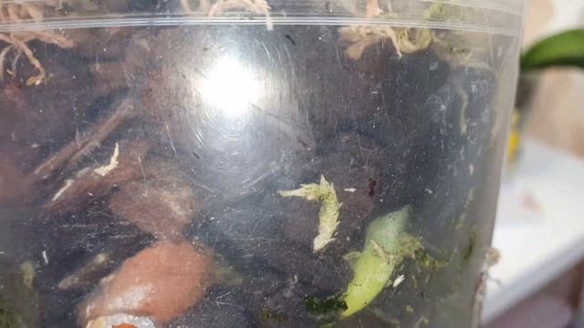 Орхидеи из Азии 1,7 и старше ??? смотреть онлайн