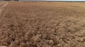 Уборка озимых 2019 Комбайн Нива СК-5