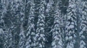 Песня о медведях. Песня караоке