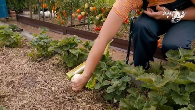 Чистон 3 Антикрот. Грядки под мульчей из соломы. Мышей и кротов не будет