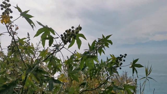 Моя прогулка в парке 🌴 🌳 у средиземного моря 🌊