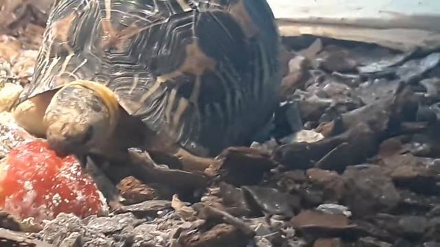 Залипательная трапеза лучистой черепахи!) смотреть онлайн