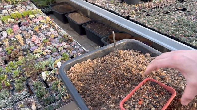 ПИКИРОВКА СЕЯНЦЕВ КАКТУСОВ. АСТРОФИТУМ (Astrophytum) СУПЕР КАКТУС ?? смотреть онлайн