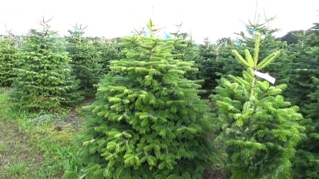 16033 Пихта Нордмана срезанная смотреть онлайн