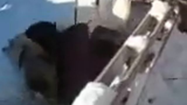 Вьетнамские свиньи зимой смотреть онлайн