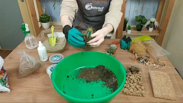 Флорариум своими руками. DIY с суккулентами