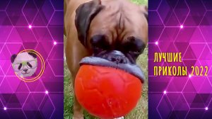 СМЕШНЫЕ животные ? ЛУЧШИЕ ПРИКОЛЫ 2022 | Подборка пушистого позитива для поднятия настроения!