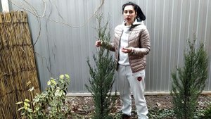 ОБЗОР САДА - Можжевельник в саду |  скальный , ВИРГИНСКИЙ , ЧЕШУЙЧАТЫЙ и др.| Декоративные хвойные
