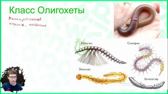 Тема №3: Кольчатые черви