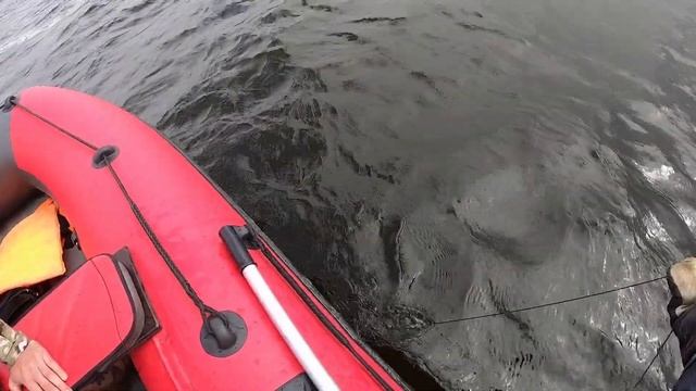 Удачная рыбалка на сома! Квочим на Волге, ловим по красоте! смотреть онлайн