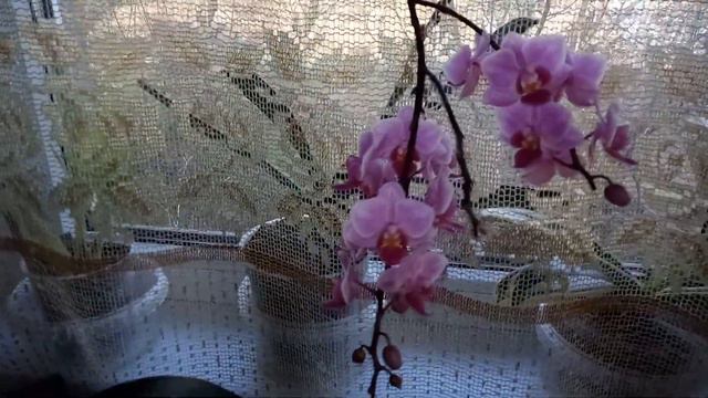 Моя мультифлора чудит. смотреть онлайн