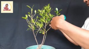 Pruning Bahan Bonsai Beringin KIMENG